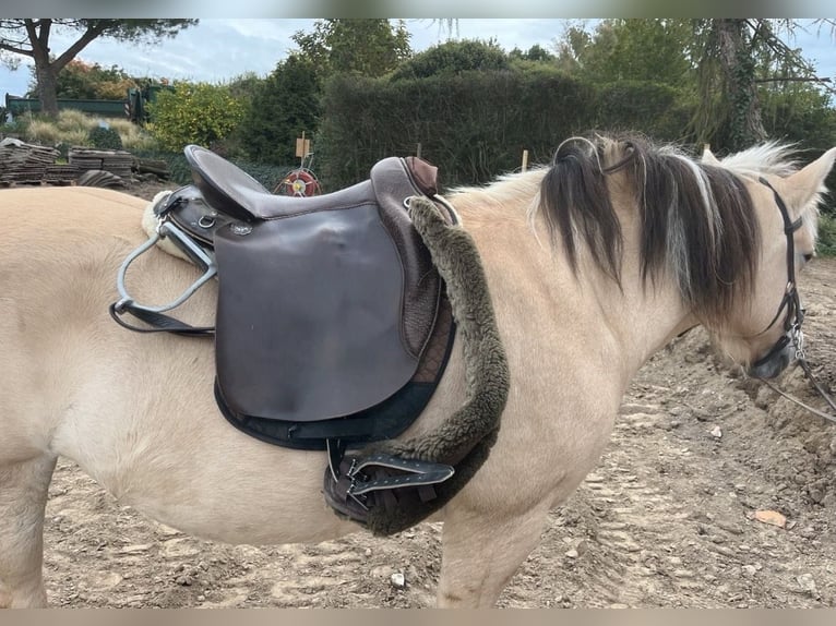 Way Out West Crossover Sattel, Wanderreiten/Dressur