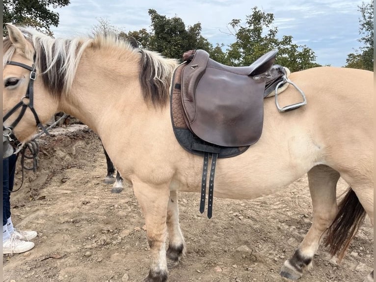 Way Out West Crossover Sattel, Wanderreiten/Dressur