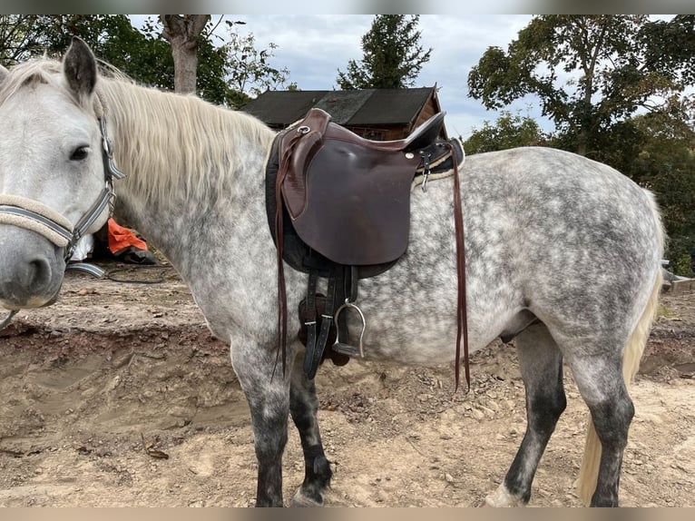 Way Out West Crossover, Wanderreiten/Dressur