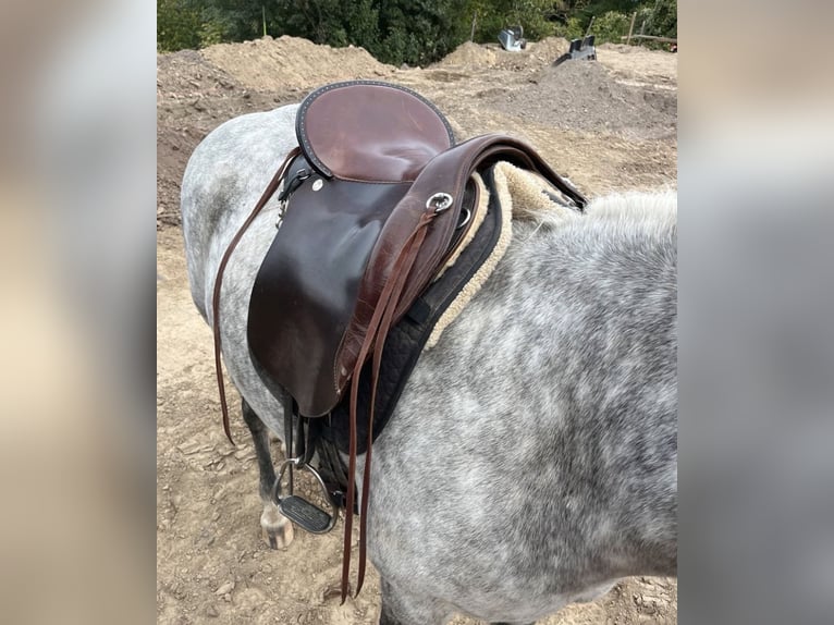 Way Out West Crossover, Wanderreiten/Dressur