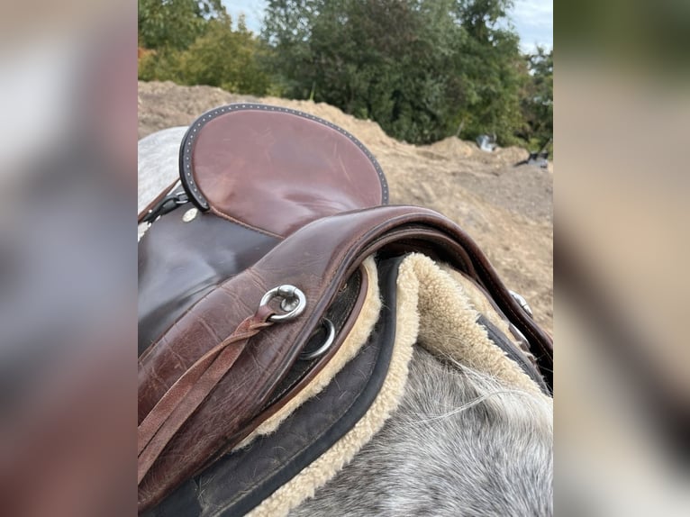 Way Out West Crossover, Wanderreiten/Dressur