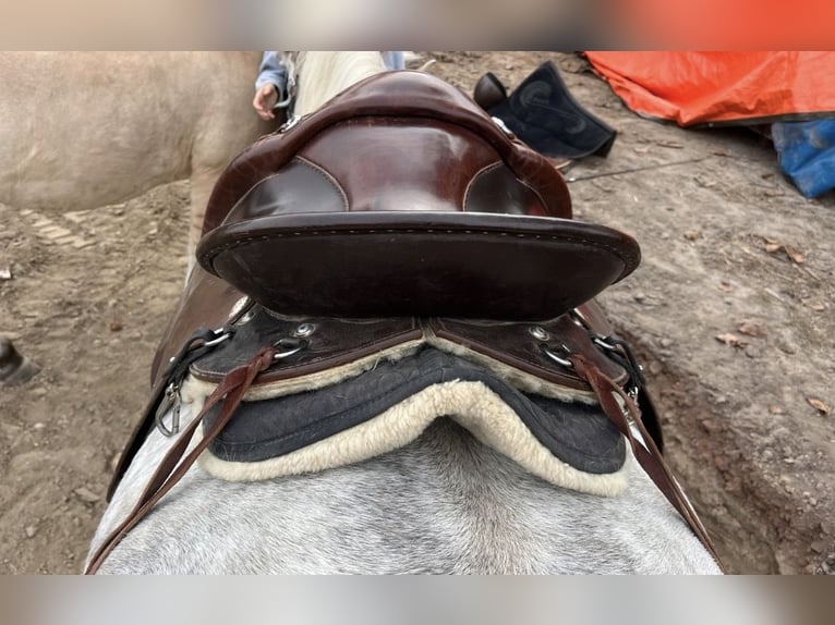 Way Out West Crossover, Wanderreiten/Dressur