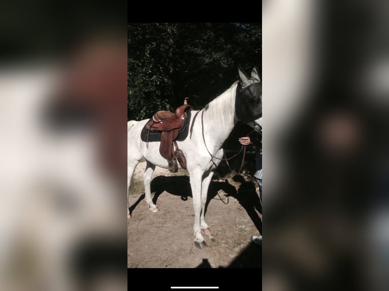 Continental  Continental