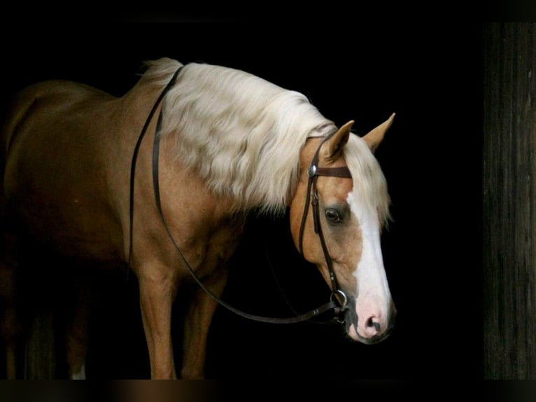 Continental Westernsattel