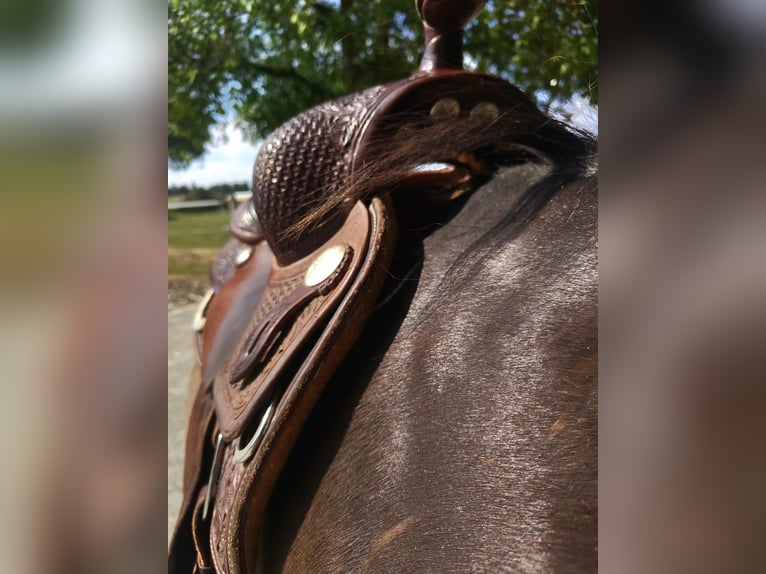 Custom made JS Westernsattel Andy Maschke AM Baum Superior Saddlery