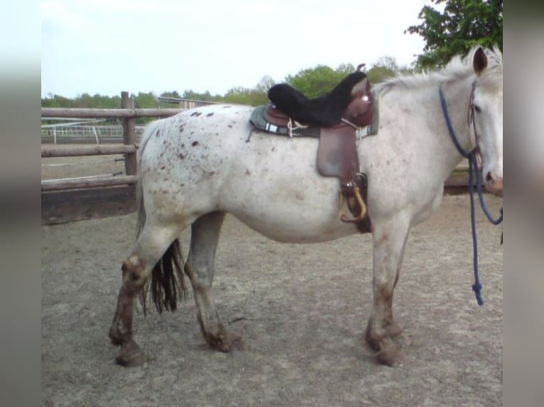 DIAMOND C breiter Westernsattel 16" XFQH braun