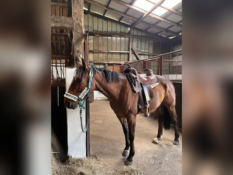 Diamond C Westernsattel – Holzbaum – Top Zustand – inkl. Zubehör