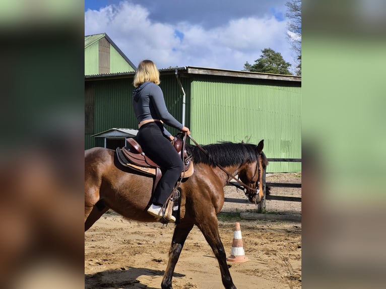 Diamond C Westernsattel – Holzbaum – Top Zustand – inkl. Zubehör