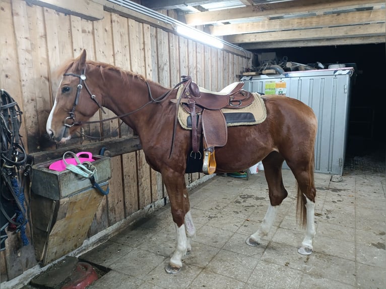 Hochwertiger Westernsattel 