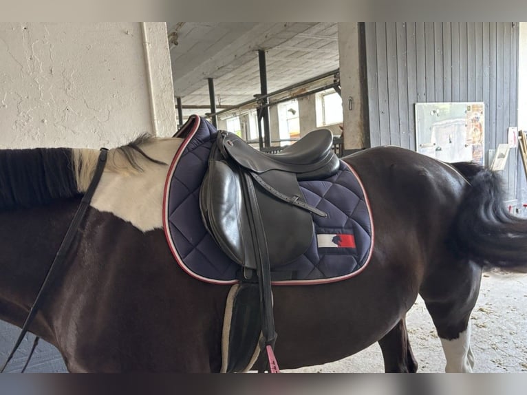 Prestige Elastic Professional Springsattel 17 Zoll