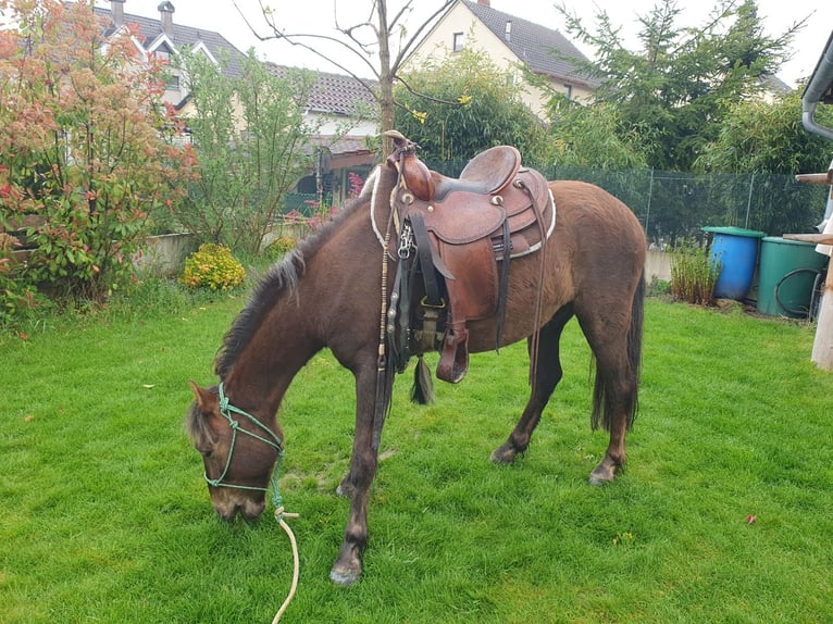 Rieser Westernsattel 15"