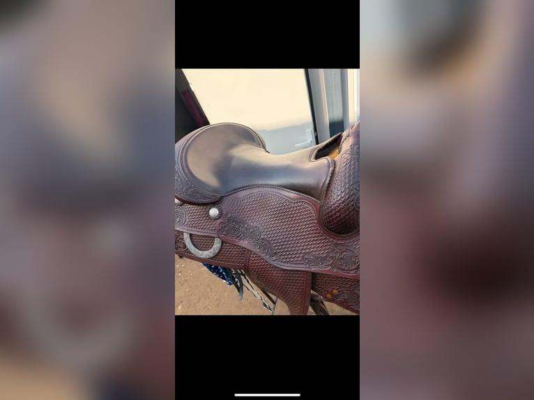 Stegmann Westernsattel 6 1/4 mit Silber Conchos