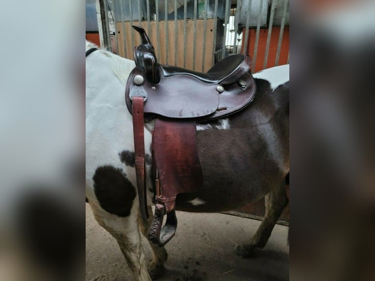 Texas Best Westernsattel 