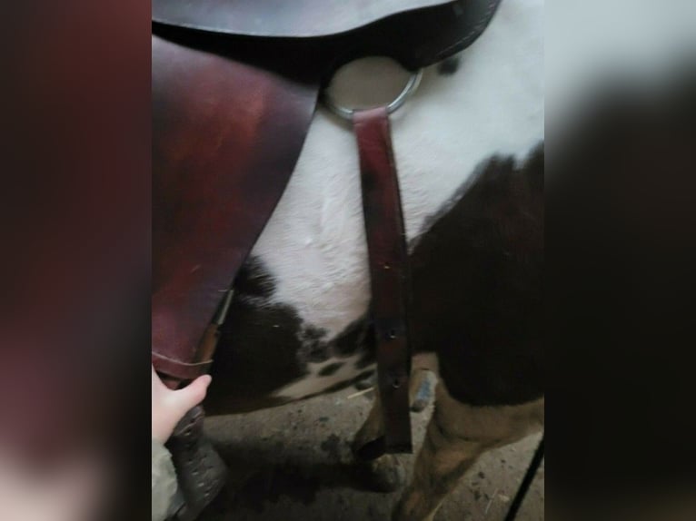 Texas Best Westernsattel 