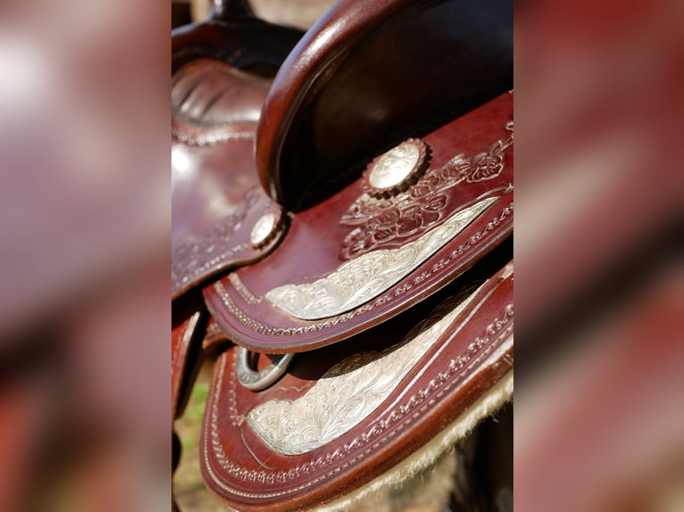 Unikat! Lag nur wenige Male auf dem Pferd 