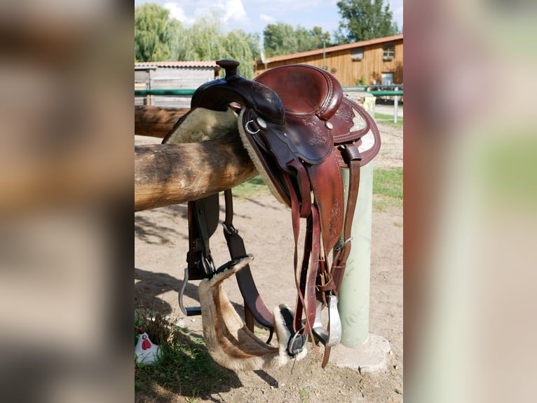 Unikat! Lag nur wenige Male auf dem Pferd 