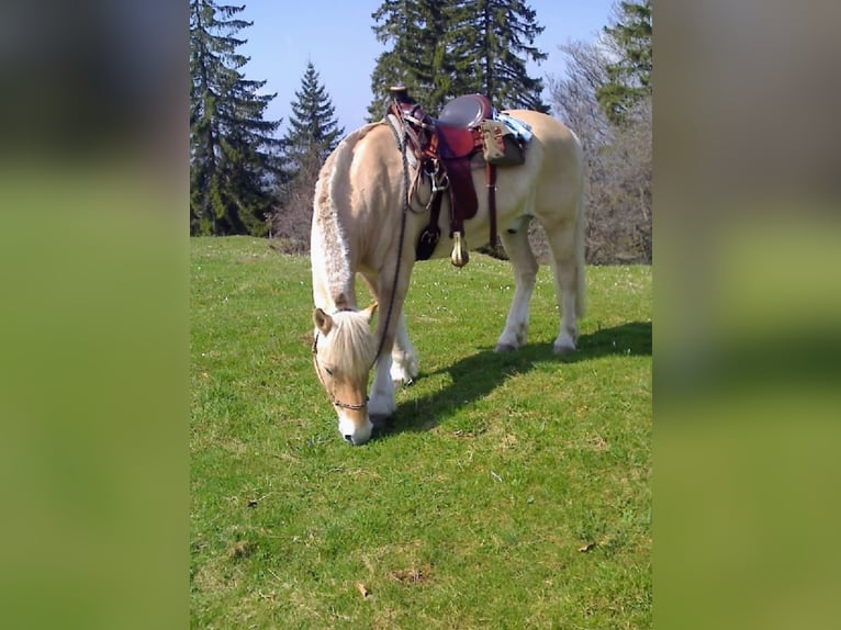 Western Arbeitssattel der Marke Colorado  - Original aus USA 