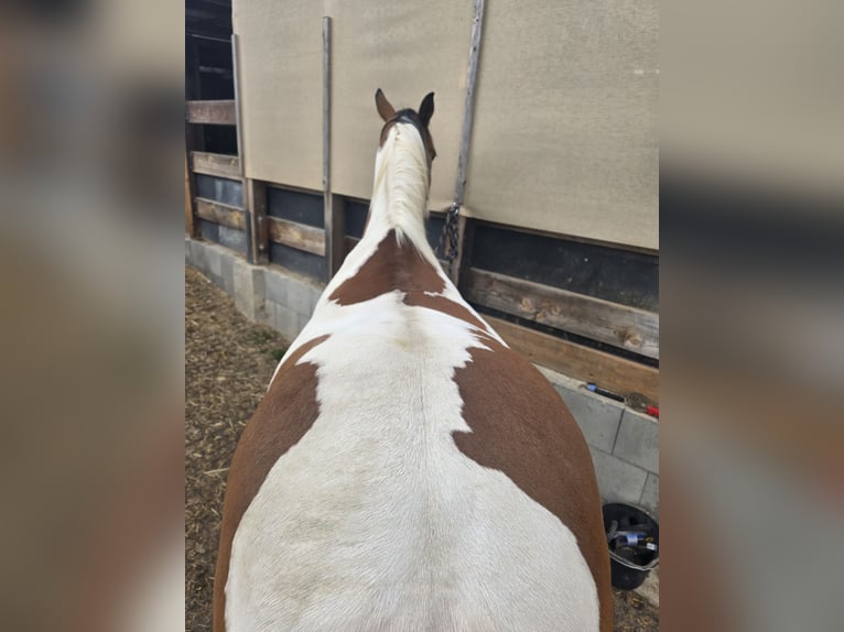 Western Imports Roudskirt Western Sattel Reining Westernsattel 