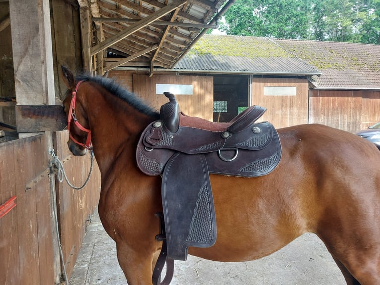 Westernsattel 16'