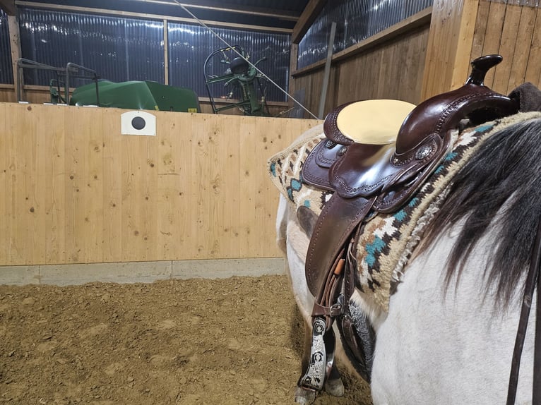 Westernsattel Continental Equiflex Baum  72 Sitzgröße 16"