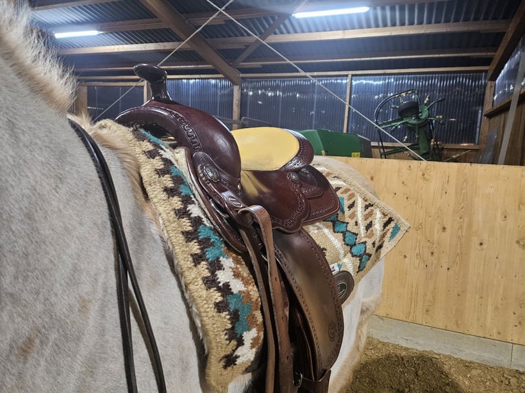 Westernsattel Continental Equiflex Baum  72 Sitzgröße 16"
