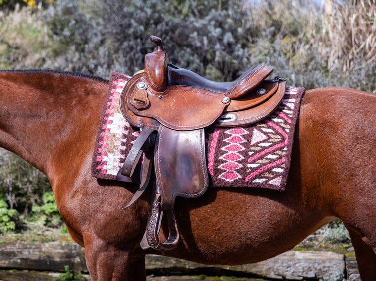 Westernsattel Continental