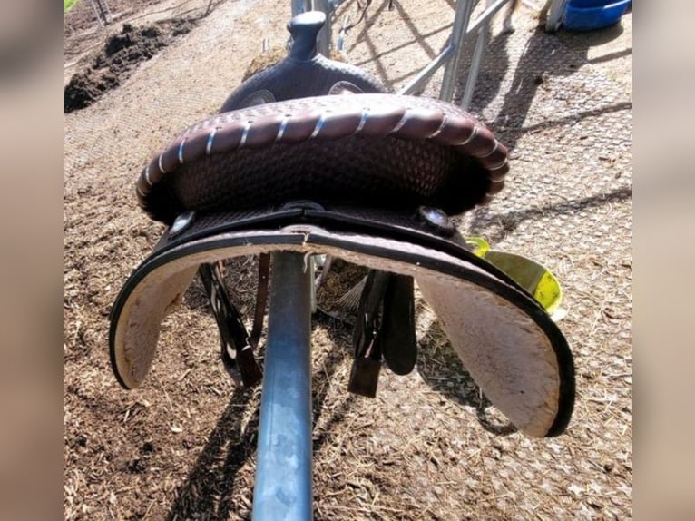 Westernsattel Continental