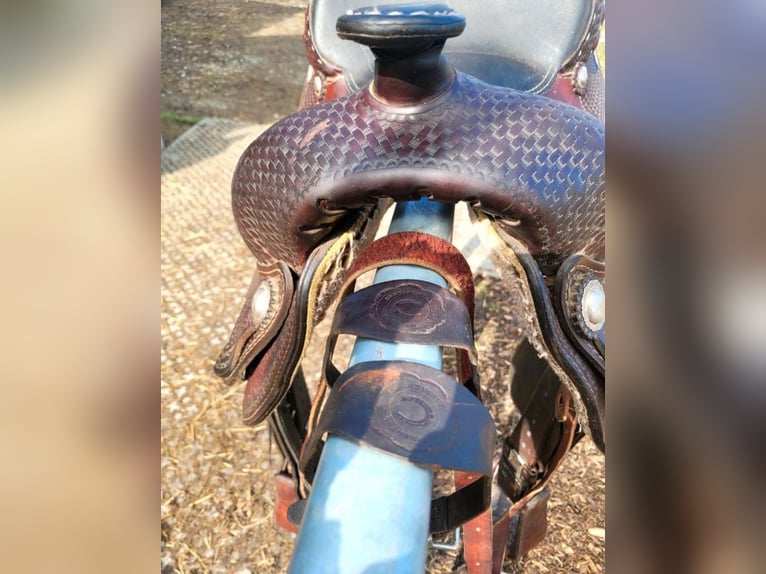 Westernsattel Continental