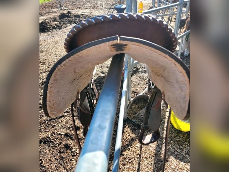 Westernsattel Continental