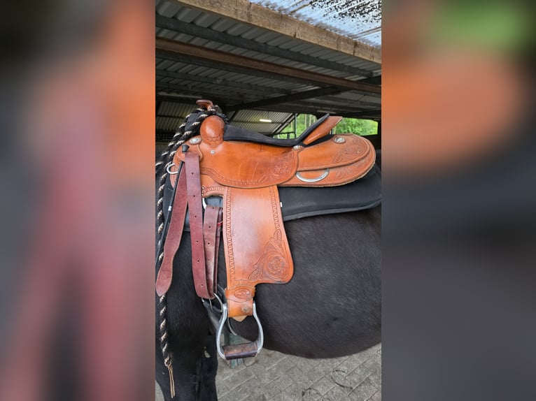 Westernsattel der Marke „4-H Saddlery“ für Kaltblut