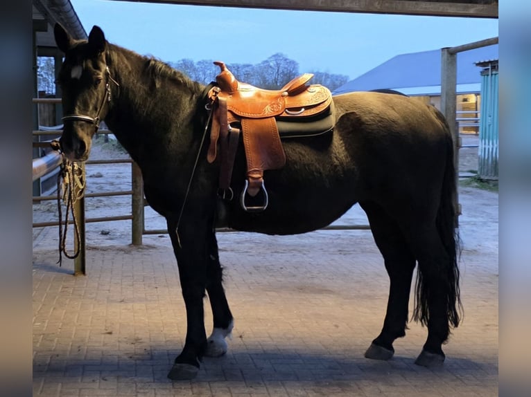 Westernsattel der Marke „4-H Saddlery“ für Kaltblut