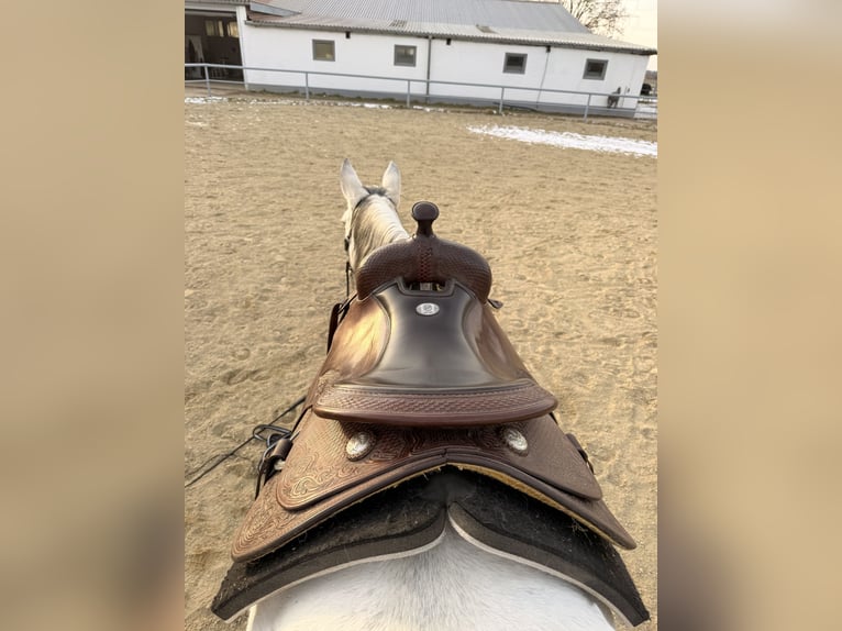 Westernsattel Deuber Reining 