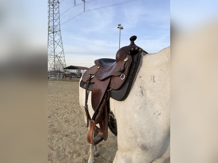 Westernsattel Deuber Reining 