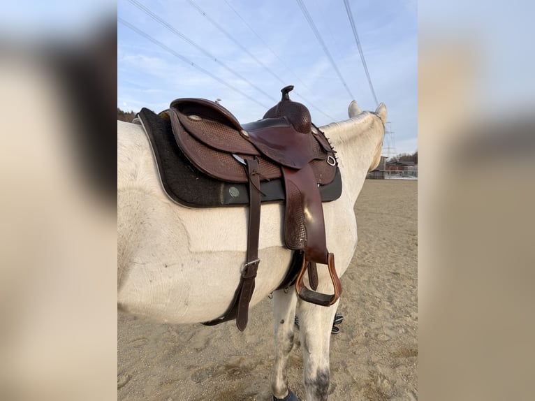 Westernsattel Deuber Reining 