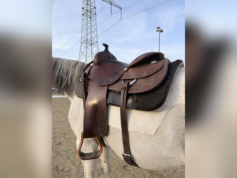 Westernsattel Deuber Reining 