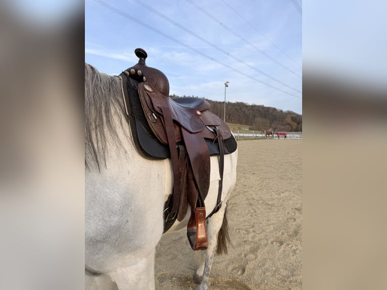 Westernsattel Deuber Reining 