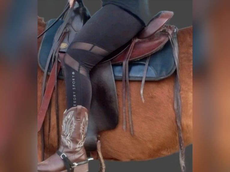 Westernsattel Deuber und Partner CL 1031 02