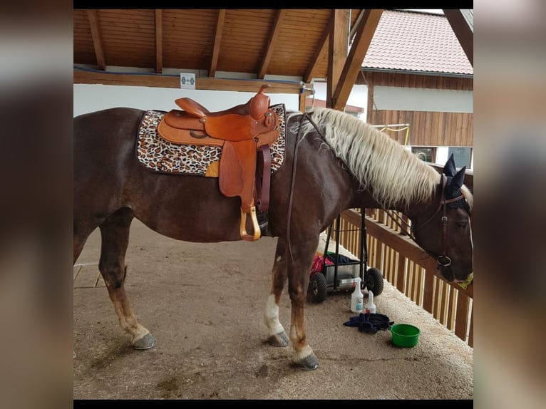 Westernsattel Gomeier Equine Designe 108-30