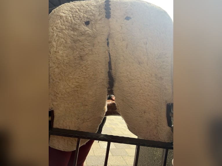 Westernsattel inklusive Steigbügel 