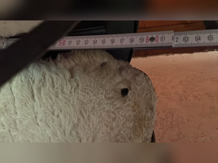 Westernsattel No Name