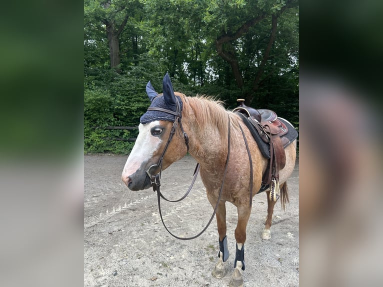 Westernsattel Reiner/Freizeitsattel