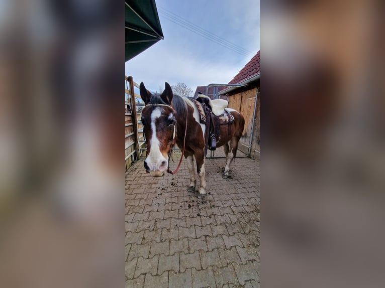 Westernsattel sehr guter Zustand für Warmblut