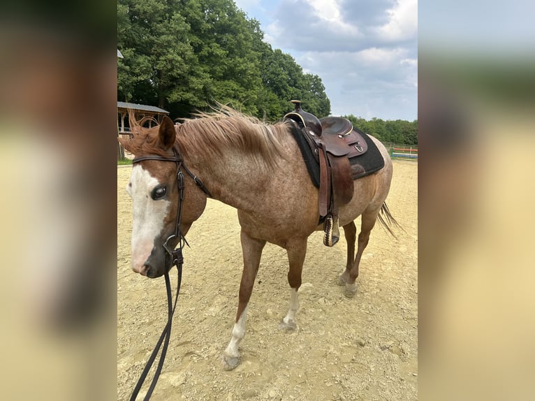 Westernsattel zu verkaufen 