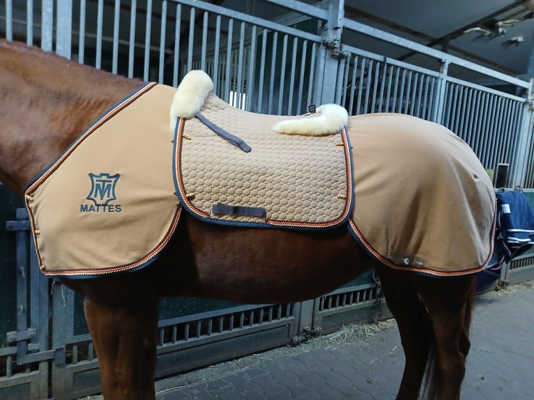 Edles Weihnachtsgeschenk