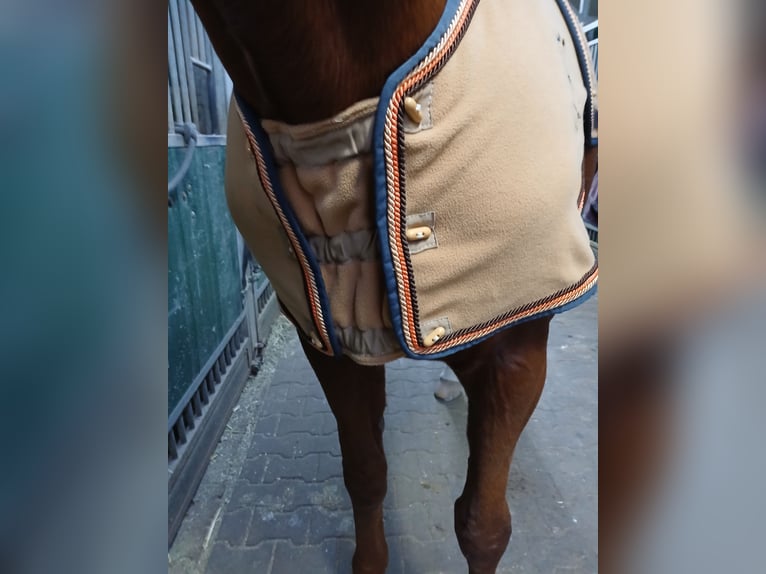 Edles Weihnachtsgeschenk