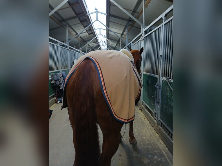 Edles Weihnachtsgeschenk