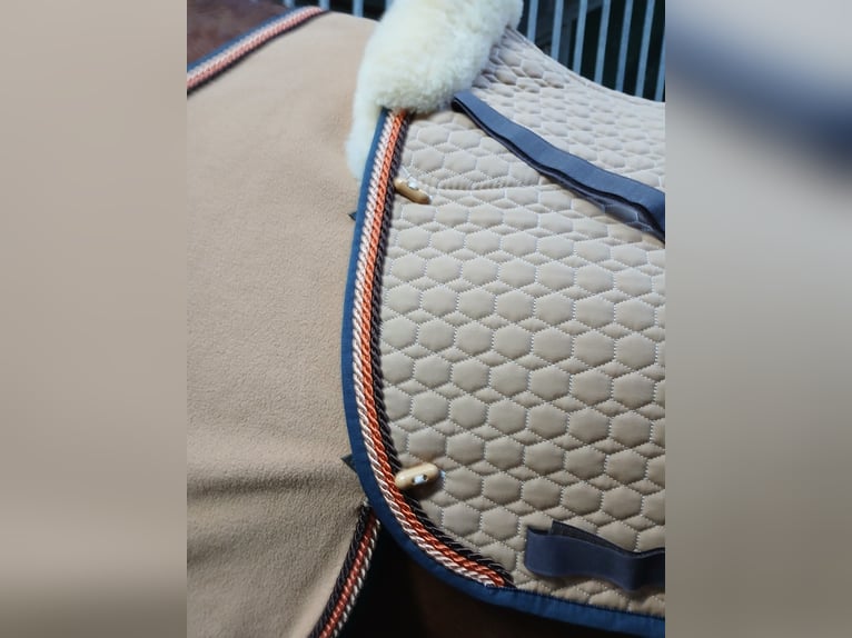 Edles Weihnachtsgeschenk