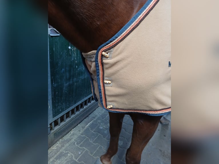 Edles Weihnachtsgeschenk