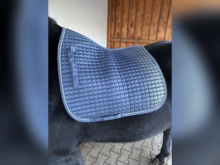 Dressur Schabracke + passende Fliegenhaube in light-denim