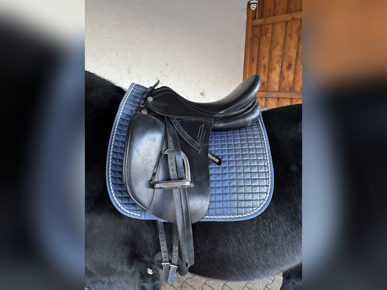 Dressur Schabracke + passende Fliegenhaube in light-denim